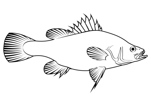 Golden Perch (Macquaria Ambigua) Coloring Page